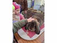 Výstava domácích zvířat