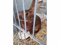 Výstava domácích zvířat