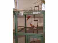 Výstava domácích zvířat