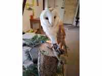 Výstava domácích zvířat